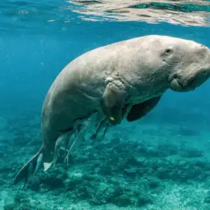 Underwater image of a gentle whale shark swimming near coral reefs in the Philippines.