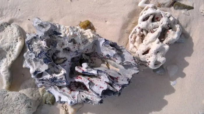 Colorful seashells scattered on the beach, ideal for travel tips in the Philippines.