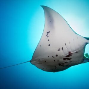 manta diving philippines