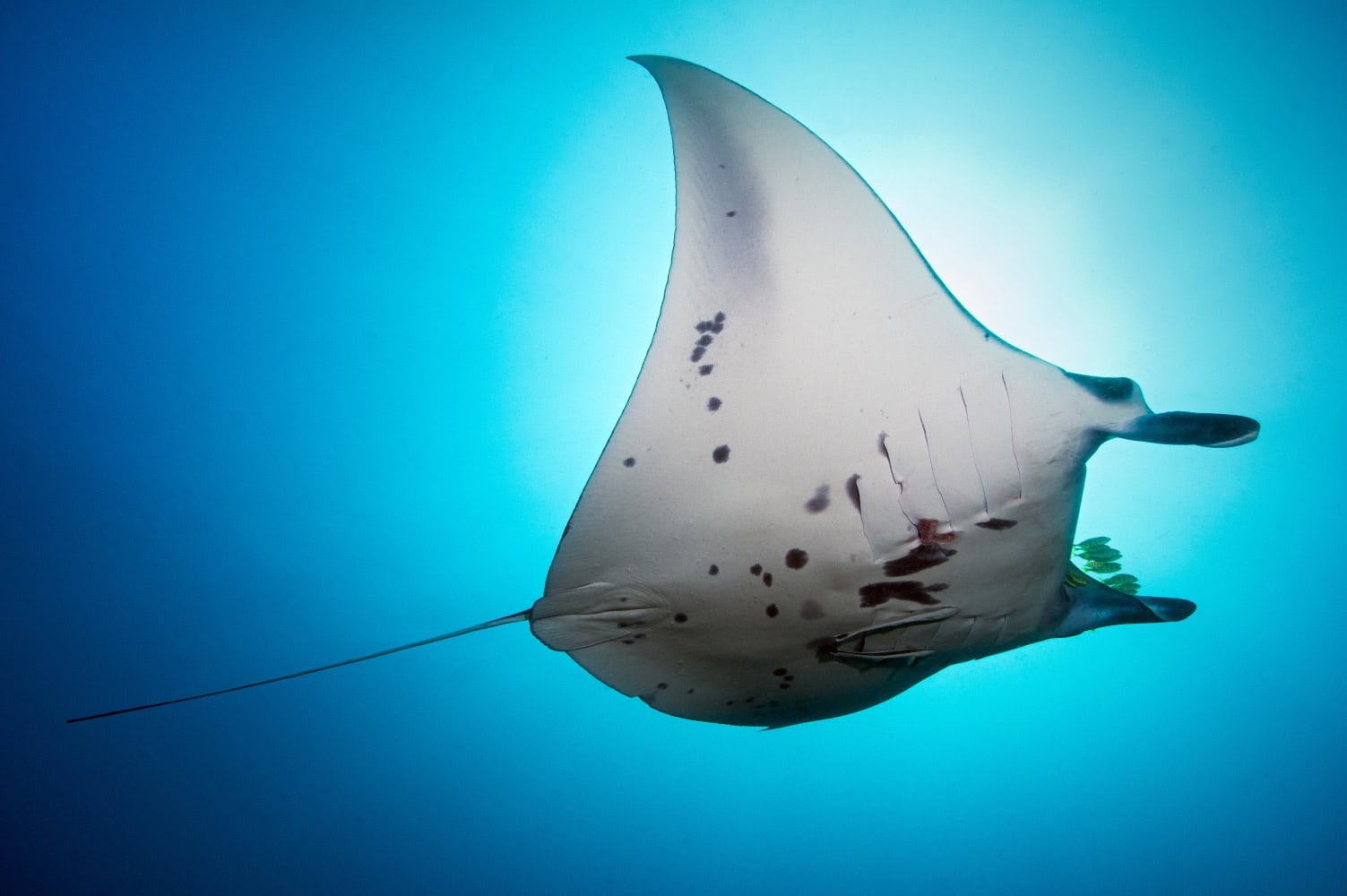 manta diving philippines