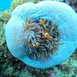 Vibrant clownfish swimming inside a sea anemone in the Philippines' coral reef. Perfect for snorkeling and marine exploration.