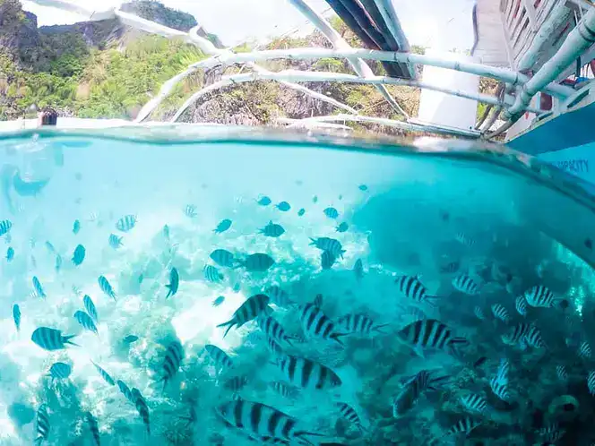 Vivid underwater view of tropical fish in Philippines’ clear waters, perfect for snorkeling and island hopping.