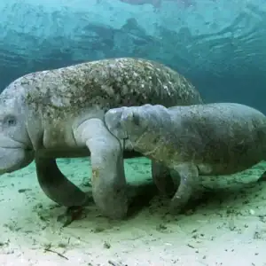 Underwater shot of a large amphisbaenid and mudskipper in the Philippines.