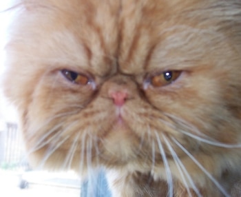 Czech-personality-1.jpg (63395 bytes)