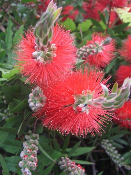 Cheap travel europe tour guide - flowers in the UK