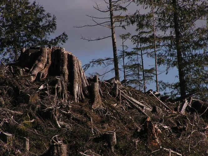 treeplanting big stump