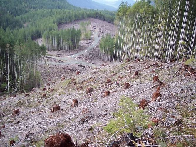 treeplanting cut block 2
