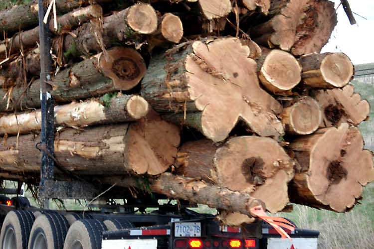 treeplanting harvest 1