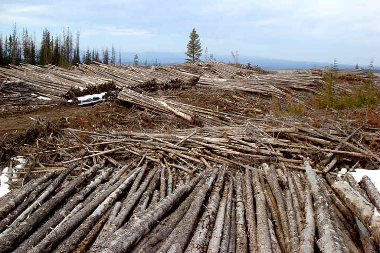 treeplanting harvest 2