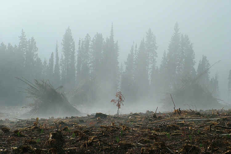 treeplanting scenery 1