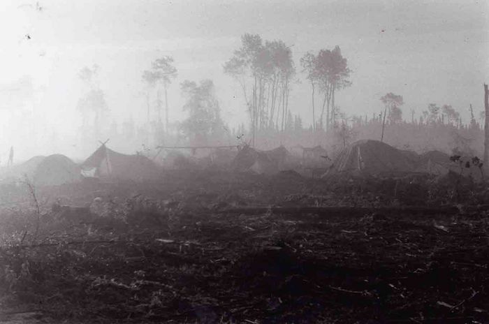 treeplanting scenery 11