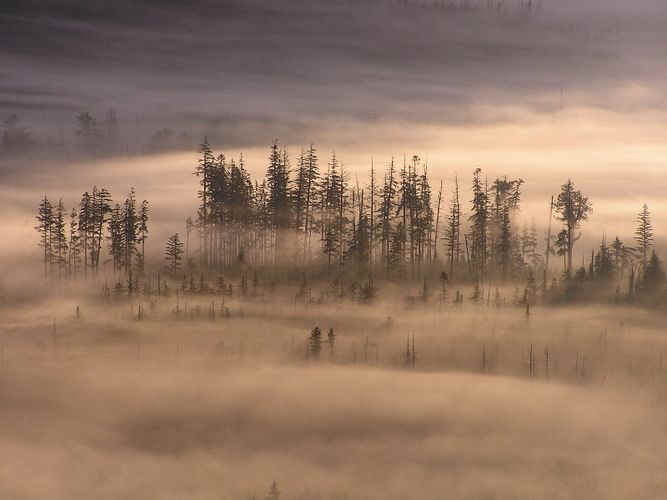 treeplanting scenery 12