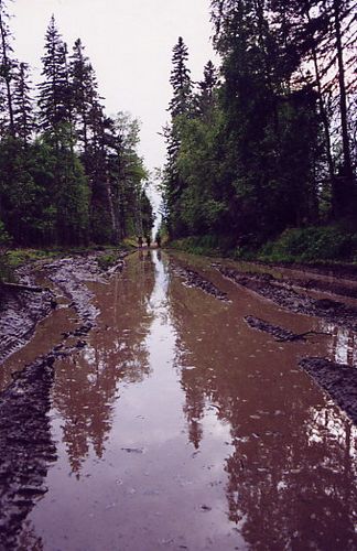 treeplanting scenery 13