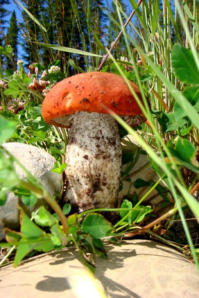 treeplanting scenery 2