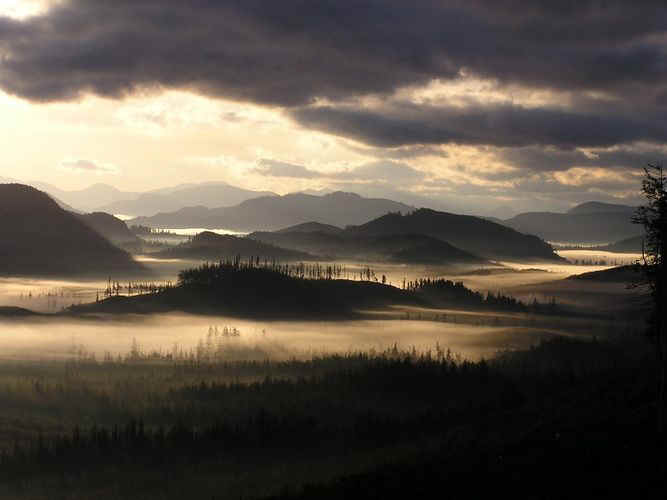 treeplanting scenery 8