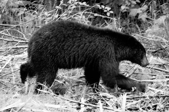 treeplanting wildlife