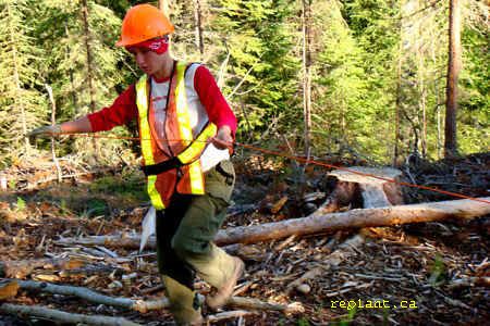 treeplanting plot cord