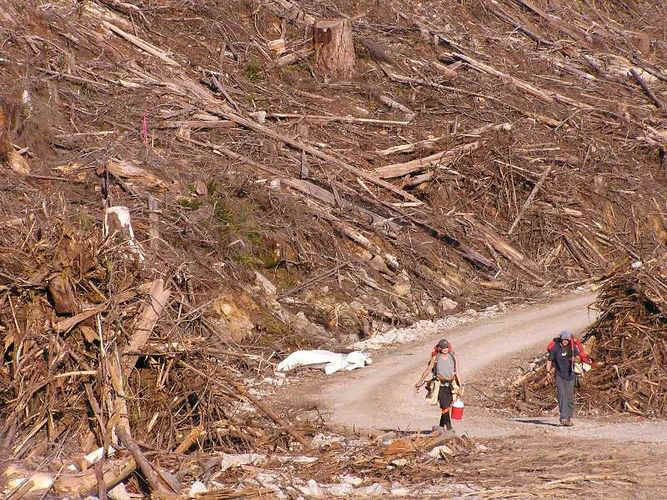 treeplanting scenery 10