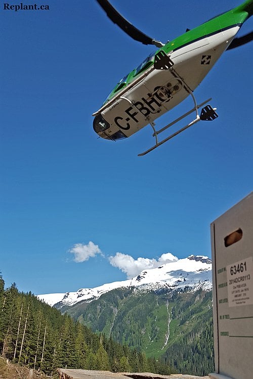 tree-planting-planters-2015_laurance_12