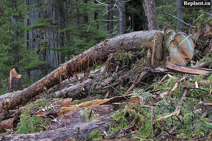 tree-planting-planters-leftovers
