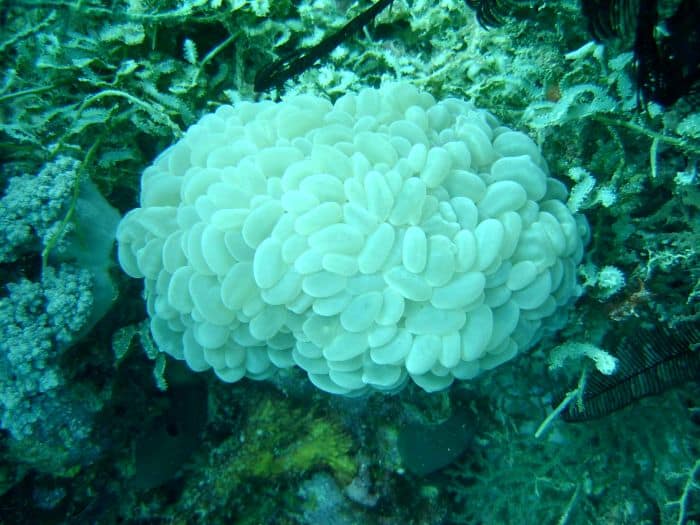 Iloilo-City-Bacolod-Sagay-Marine-Reserve-carbin-reef-corals