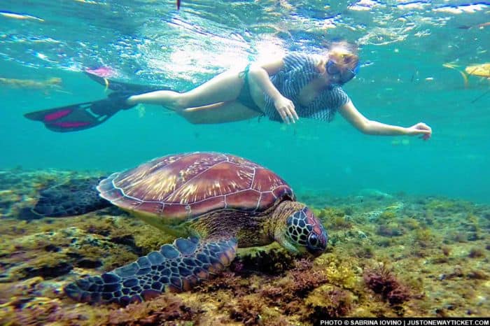 Iloilo-City-Bacolod-Sagay-Marine-Reserve-carbin-reef-turtles