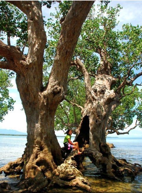 Suyac-Island-Mangrove-Eco-park