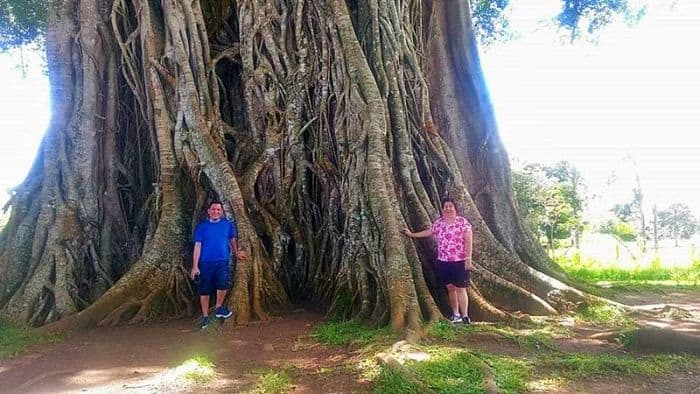 iloilo-city-to-bacolod-mambukal-resort-waterfalls-balete-tree