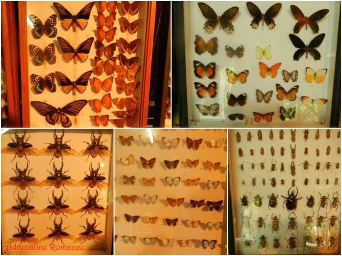 iloilo-city-to-bacolod-mambukal-resort-waterfalls-butterfly-garden-2