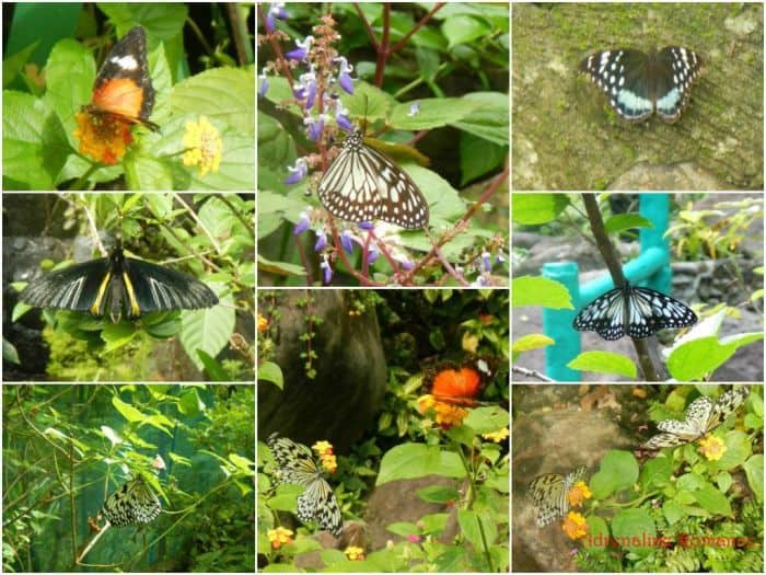 iloilo-city-to-bacolod-mambukal-resort-waterfalls-butterfly-garden-3