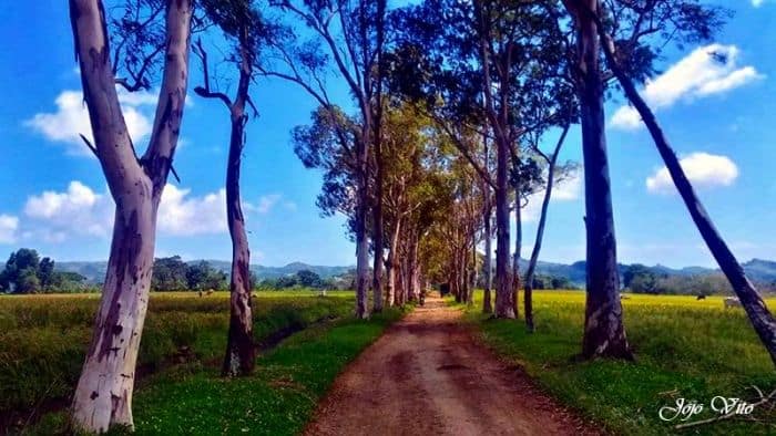iloilo-city-to-bacolod-mambukal-resort-waterfalls-eucalyptus