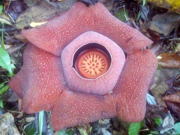 iloilo-city-to-bacolod-mambukal-resort-waterfalls-rafflesia-bloom