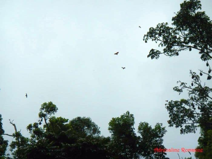 iloilo-city-to-bacolod-mambukal-resort-waterfalls-waterfall-bats