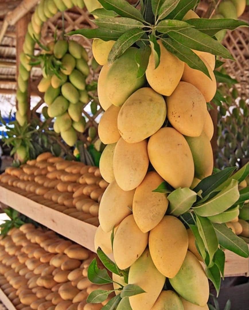 Sweet-mangoes-export-quality-guimaras-island-things-to-do