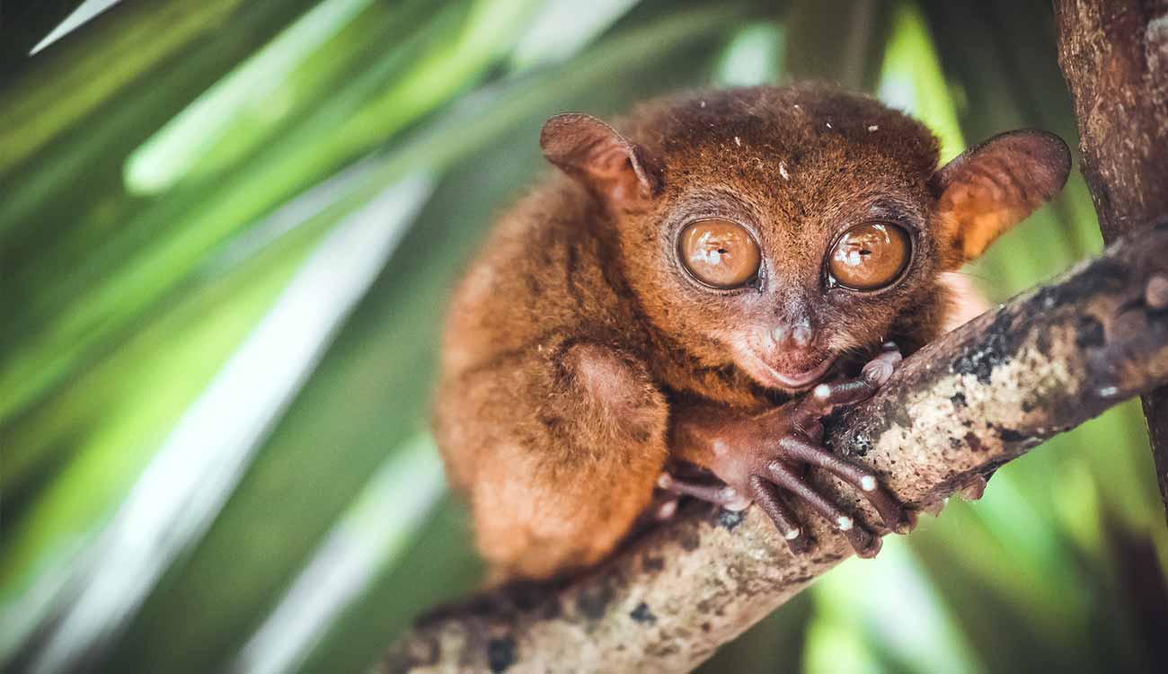 Tarsier Conservation Area panglao 2