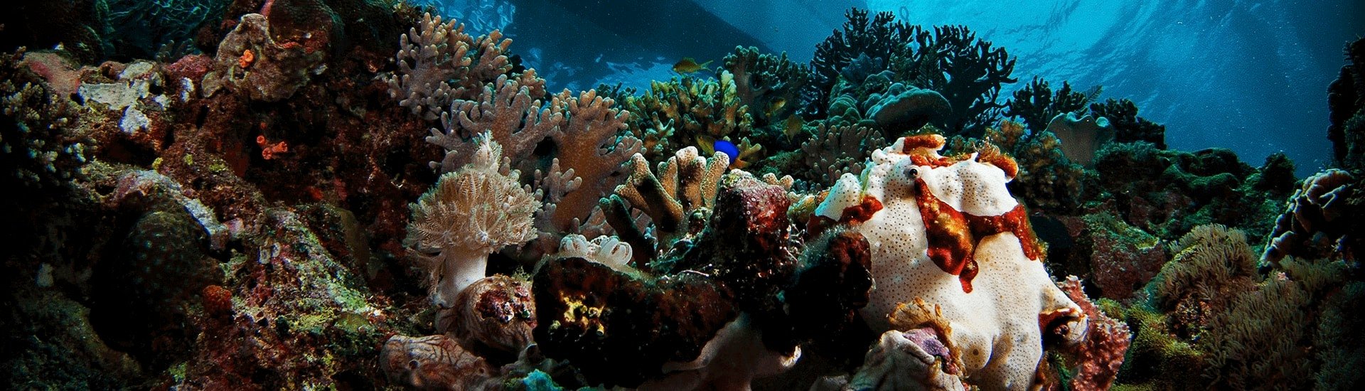 Anda diving Anda diving