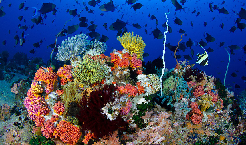 Apo island marine sanctuary