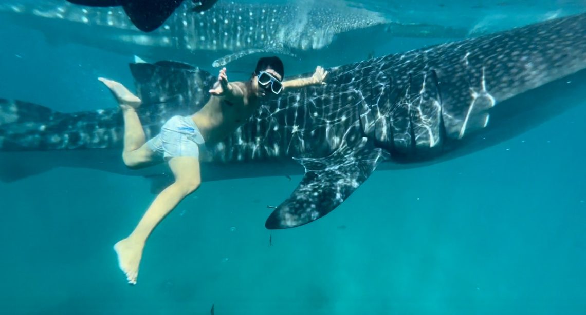 Swimming with the whale sharks oslob