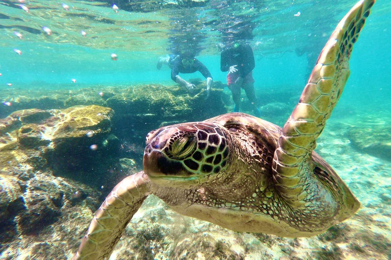 apo island turtle watching