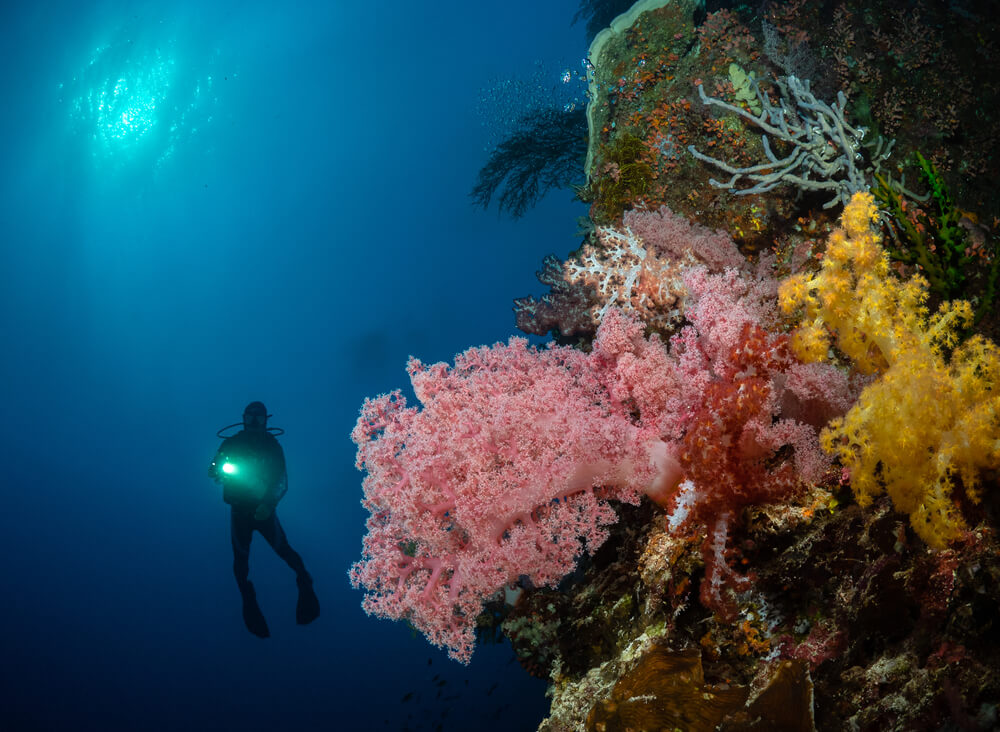 cabilao island diving 4