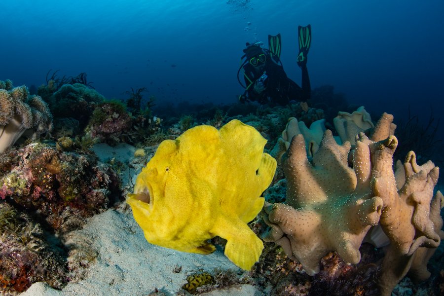 cabilao island diving 5
