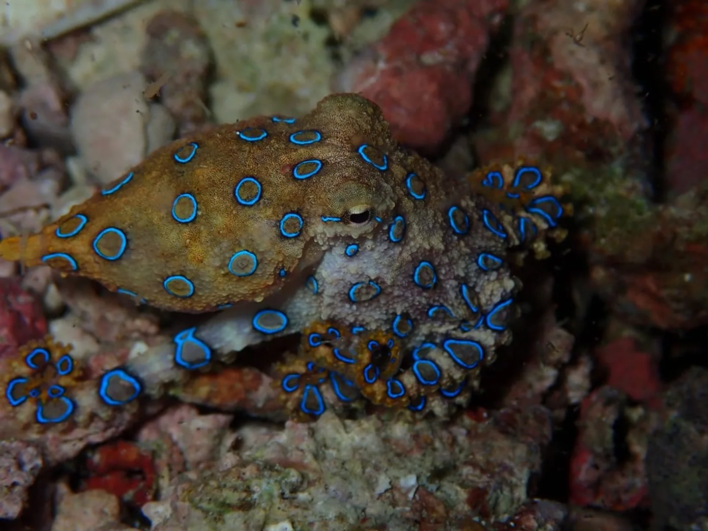 kimud shoal octopus 2