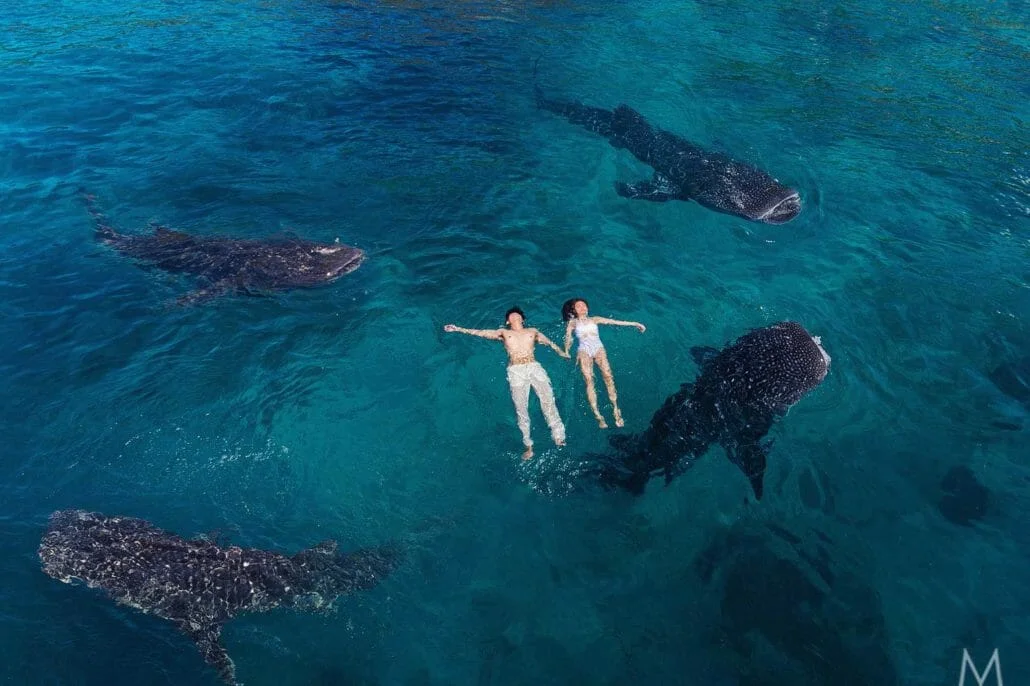 oslob whale sharks lounging in water