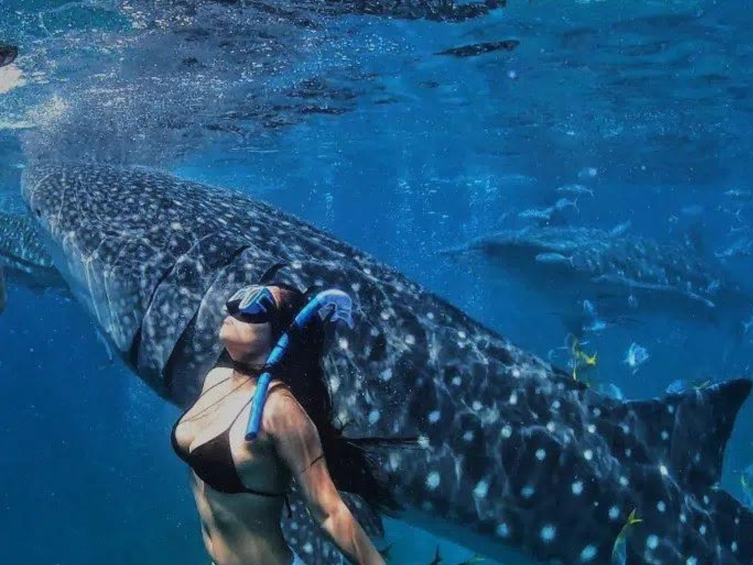 oslob whaleshark swimming with