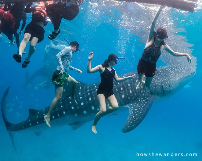 oslob whaleshark watching cebu oslob whaleshark watching cebu
