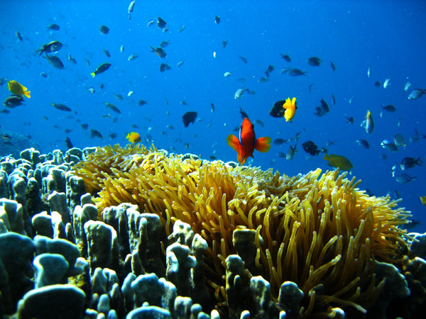 sumilon early scuba diving