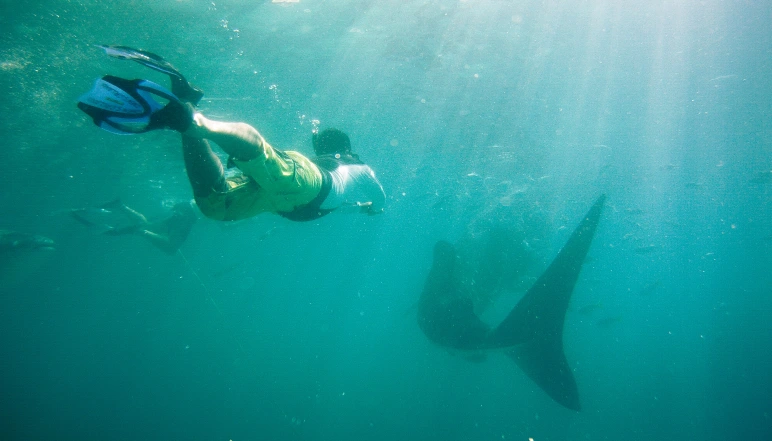 sumilon island diving