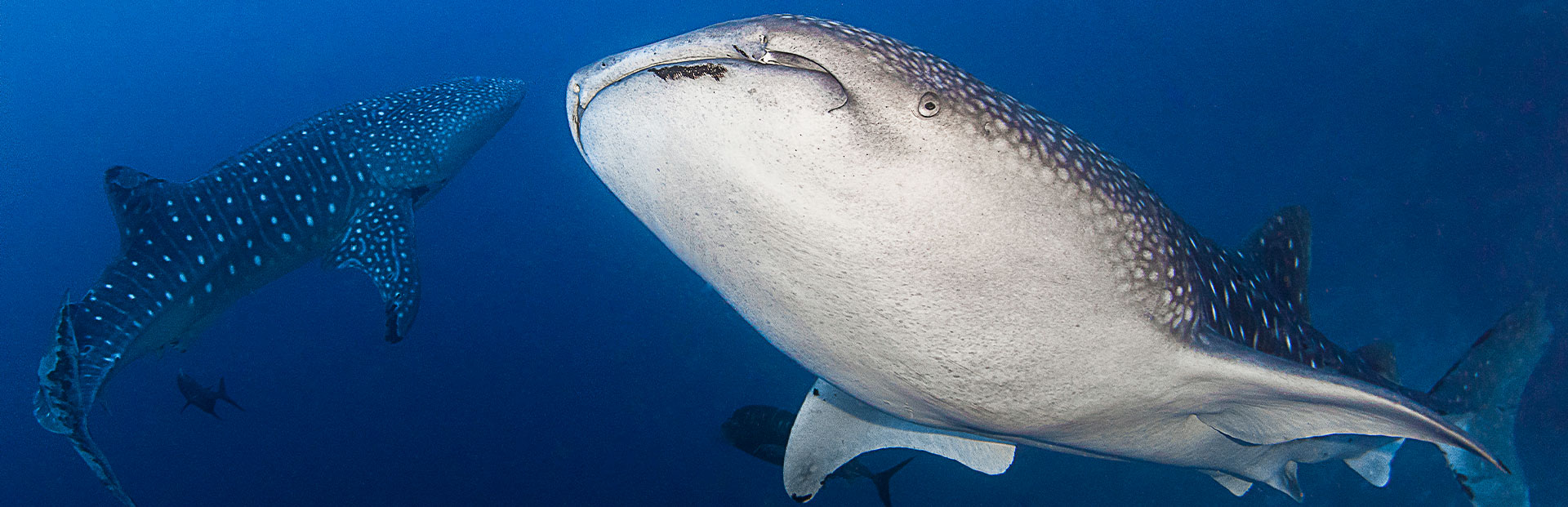 thresher shark kimud shoal malapascua 2