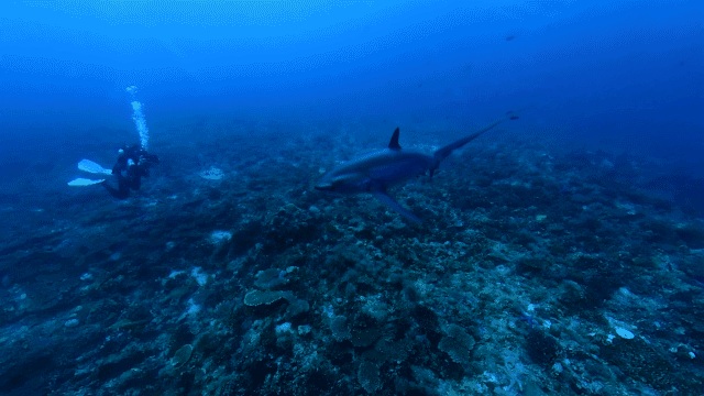 thresher shark kimud shoal malapascua