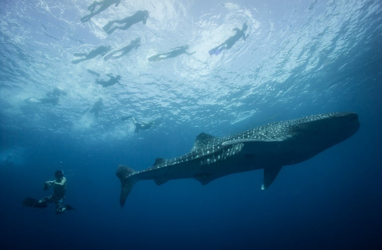 pintuyan whale sharks